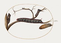 Leafy Spurge Hawkmoth Caterpillar, Pupae, and Other Caterpillars (1575&ndash;1580) painting in high resolution by Joris Hoefnagel. Original from The National Gallery of Art. Digitally enhanced by rawpixel.