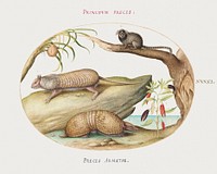 Two Types of Armadillos with a Marmoset, a Coconut Palm, and a Pepper Plant (1575–1580) painting in high resolution by Joris Hoefnagel. Original from The National Gallery of Art. Digitally enhanced by rawpixel.