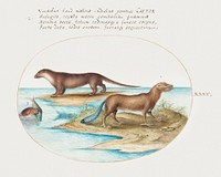 Two Otters and a Beaver (1575&ndash;1580) painting in high resolution by Joris Hoefnagel. Original from The National Gallery of Art. Digitally enhanced by rawpixel.