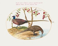 Two Pheasants with Fruiting Plants (1575&ndash;1580) painting in high resolution by Joris Hoefnagel. Original from The National Gallery of Art. Digitally enhanced by rawpixel.