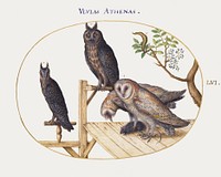 Barn Owls with a Mouse, Eagle Owl and Another Owl (1575&ndash;1580) painting in high resolution by Joris Hoefnagel. Original from The National Gallery of Art. Digitally enhanced by rawpixel.