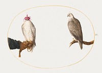 Hooded Falcon and Its Wild Counterpart (1575&ndash;1580) painting in high resolution by Joris Hoefnagel. Original from The National Gallery of Art. Digitally enhanced by rawpixel.