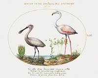 Spoonbill Crane and Flamingo (1575&ndash;1580) painting in high resolution by Joris Hoefnagel. Original from The National Gallery of Art. Digitally enhanced by rawpixel.