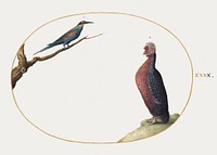 European Bee-Eater and Exotic Chicken (1575&ndash;1580) painting in high resolution by Joris Hoefnagel. Original from The National Gallery of Art. Digitally enhanced by rawpixel.
