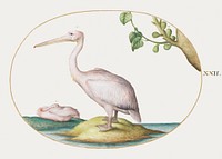 Two White Pelicans with a Sycamore Fig (1575&ndash;1580) painting in high resolution by Joris Hoefnagel. Original from The National Gallery of Art. Digitally enhanced by rawpixel.