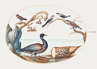 Barnacle Goose with Shrikes and Other Birds (1575&ndash;1580) painting in high resolution by Joris Hoefnagel. Original from The National Gallery of Art. Digitally enhanced by rawpixel.