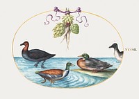 Red-Breasted Merganser, Shoveler, and Two Other Water Birds with Artichokes (1575&ndash;1580) painting in high resolution by Joris Hoefnagel. Original from The National Gallery of Art. Digitally enhanced by rawpixel.