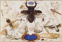 Insects and the Head of a Wind God (1590&ndash;1600) painting in high resolution by Joris Hoefnagel. Original from The MET Museum. Digitally enhanced by rawpixel.