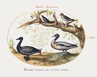 A Pair of Bohemian Waxwings, Shelduck, and Brant Goose with a Ginger Plant (1575-1580) painting in high resolution by Joris Hoefnagel. Original from The National Gallery of Art. Digitally enhanced by rawpixel.