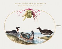 Three Waterfowl, One with Blue Feet, Beneath a Garland of Produce (1575&ndash;1580) painting in high resolution by Joris Hoefnagel. Original from The National Gallery of Art. Digitally enhanced by rawpixel.