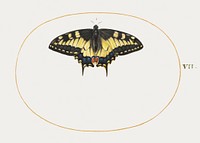 Yellow Swallowtail Butterfly (1575&ndash;1580) painting in high resolution by Joris Hoefnagel. Original from The National Gallery of Art. Digitally enhanced by rawpixel.