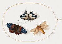 Yellow Swallowtail and Red Admiral Butterflies with a Dragonfly (1575&ndash;1580) painting in high resolution by Joris Hoefnagel. Original from The National Gallery of Art. Digitally enhanced by rawpixel.