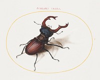 Stag Beetle (1575&ndash;1580) painting in high resolution by Joris Hoefnagel. Original from The National Gallery of Art. Digitally enhanced by rawpixel.