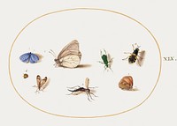 Two Butterflies with Five Other Insects (1575&ndash;1580) painting in high resolution by Joris Hoefnagel. Original from The National Gallery of Art. Digitally enhanced by rawpixel.