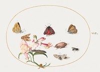 Butterflies with Other Insects and a Snapdragon (1575&ndash;1580) painting in high resolution by Joris Hoefnagel. Original from The National Gallery of Art. Digitally enhanced by rawpixel.