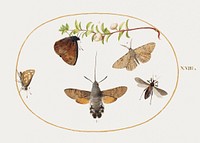 Hawk Moth, Butterflies, and Other Insects around a Snowberry Sprig (1575–1580) painting in high resolution by Joris Hoefnagel. Original from The National Gallery of Art. Digitally enhanced by rawpixel.