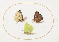 Common Brimstone, Red Admiral, and White Butterflies (1575&ndash;1580) painting in high resolution by Joris Hoefnagel. Original from The National Gallery of Art. Digitally enhanced by rawpixel.