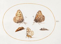 Grayling Butterfly, Magpie Moth, and Two Chrysalides (1575&ndash;1580) painting in high resolution by Joris Hoefnagel. Original from The National Gallery of Art. Digitally enhanced by rawpixel.