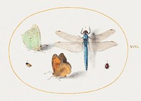 Brimstone and Meadow Brown Butterflies, a Dragonfly, and Two Small Insects (1575&ndash;1580) painting in high resolution by Joris Hoefnagel. Original from The National Gallery of Art. Digitally enhanced by rawpixel.