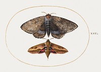 Blue Underwing Moth and Spurge Hawk Moth (1575&ndash;1580) painting in high resolution by Joris Hoefnagel. Original from The National Gallery of Art. Digitally enhanced by rawpixel.