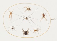 Eight Spiders (1575–1580) painting in high resolution by Joris Hoefnagel. Original from The National Gallery of Art. Digitally enhanced by rawpixel.