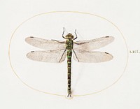 Dragonfly (1575&ndash;1580) painting in high resolution by Joris Hoefnagel. Original from The National Gallery of Art. Digitally enhanced by rawpixel.