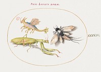 Mantis and Mayfly with an Imaginary Insect (1575&ndash;1580) painting in high resolution by Joris Hoefnagel. Original from The National Gallery of Art. Digitally enhanced by rawpixel.