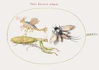 Mantis and Mayfly with an Imaginary Insect (1575–1580) painting in high resolution by Joris Hoefnagel. Original from The National Gallery of Art. Digitally enhanced by rawpixel.