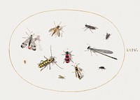 Eleven Insects, Including a Dragonfly and Longhorn Beetle (1575&ndash;1580) painting in high resolution by Joris Hoefnagel. Original from The National Gallery of Art. Digitally enhanced by rawpixel.