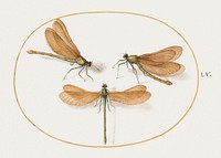 Three Green Dragonflies with Brown Wings (1575&ndash;1580) painting in high resolution by Joris Hoefnagel. Original from The National Gallery of Art. Digitally enhanced by rawpixel.