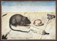 Two Mice (1594) painting in high resolution painting in high resolution by Joris Hoefnagel. Original from The Rijksmuseum. Digitally enhanced by rawpixel.