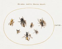Seven Bees and Flies (1575&ndash;1580) painting in high resolution by Joris Hoefnagel. Original from The National Gallery of Art. Digitally enhanced by rawpixel.