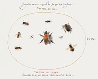 Nine Bees and Other Insects (1575&ndash;1580) painting in high resolution by Joris Hoefnagel. Original from The National Gallery of Art. Digitally enhanced by rawpixel.