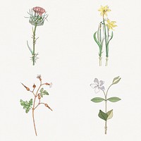 Vintage flower setdesign element