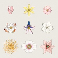 Vintage flower illustration set design element