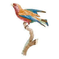 Vintage bird illustration