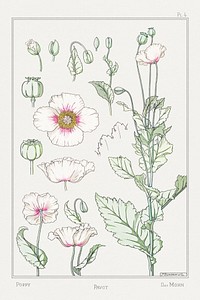 Pavot (poppy) from La Plante et ses Applications ornementales (1896) illustrated by <a href="https://www.rawpixel.com/search/Maurice%20Pillard%20Verneuil?sort=curated&amp;type=all&amp;page=1">Maurice Pillard Verneuil</a>. Original from the The New York Public Library. Digitally enhanced by rawpixel.