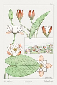 N&eacute;nuphar (water lilies) from La Plante et ses Applications ornementales (1896) illustrated by <a href="https://www.rawpixel.com/search/Maurice%20Pillard%20Verneuil?sort=curated&amp;type=all&amp;page=1">Maurice Pillard Verneuil</a>. Original from the The New York Public Library. Digitally enhanced by rawpixel.