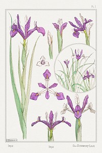 Iris from La Plante et ses Applications ornementales (1896) illustrated by <a href="https://www.rawpixel.com/search/Maurice%20Pillard%20Verneuil?sort=curated&amp;type=all&amp;page=1">Maurice Pillard Verneuil</a>. Original from the The New York Public Library. Digitally enhanced by rawpixel.