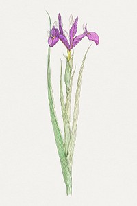 Vintage iris flower illustration design element