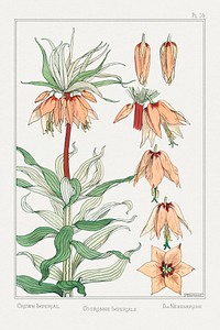 Couronne Imp&eacute;riale (crown imperial) from La Plante et ses Applications ornementales (1896) illustrated by <a href="https://www.rawpixel.com/search/Maurice%20Pillard%20Verneuil?sort=curated&amp;type=all&amp;page=1">Maurice Pillard Verneuil</a>. Original from the The New York Public Library. Digitally enhanced by rawpixel.