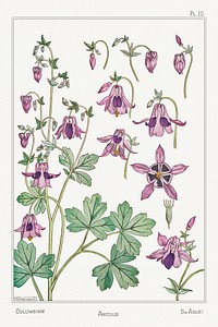 Ancolie (columbine) from La Plante et ses Applications ornementales (1896) illustrated by <a href="https://www.rawpixel.com/search/Maurice%20Pillard%20Verneuil?sort=curated&amp;type=all&amp;page=1">Maurice Pillard Verneuil</a>. Original from the The New York Public Library. Digitally enhanced by rawpixel.