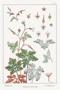 Geranium sauvage (geranium) from La Plante et ses Applications ornementales (1896) illustrated by <a href="https://www.rawpixel.com/search/Maurice%20Pillard%20Verneuil?sort=curated&amp;type=all&amp;page=1">Maurice Pillard Verneuil</a>. Original from the The New York Public Library. Digitally enhanced by rawpixel.