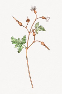 Vintage geranium flower design element