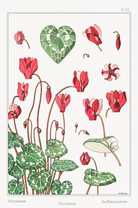 Cyclamen from La Plante et ses Applications ornementales (1896) illustrated by Maurice Pillard Verneuil. Original from the The New York Public Library. Digitally enhanced by rawpixel.