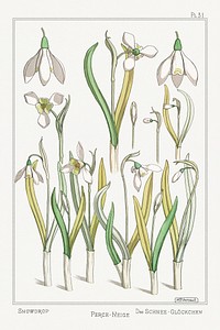 Perce&ndash;neige (snowdrops) from La Plante et ses Applications ornementales (1896) illustrated by <a href="https://www.rawpixel.com/search/Maurice%20Pillard%20Verneuil?sort=curated&amp;type=all&amp;page=1">Maurice Pillard Verneuil</a>. Original from the The New York Public Library. Digitally enhanced by rawpixel.