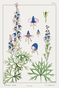 Aconite (monkshood) from La Plante et ses Applications ornementales (1896) illustrated by <a href="https://www.rawpixel.com/search/Maurice%20Pillard%20Verneuil?sort=curated&amp;type=all&amp;page=1">Maurice Pillard Verneuil</a>. Original from the The New York Public Library. Digitally enhanced by rawpixel.