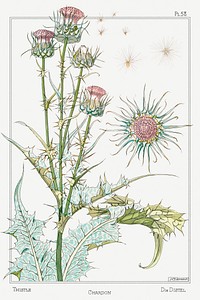 Chardon (thistle) from La Plante et ses Applications ornementales (1896) illustrated by <a href="https://www.rawpixel.com/search/Maurice%20Pillard%20Verneuil?sort=curated&amp;type=all&amp;page=1">Maurice Pillard Verneuil</a>. Original from the The New York Public Library. Digitally enhanced by rawpixel.
