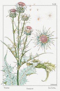 Vintage thistle flower design element