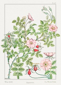 Eglantier (wild rose) from La Plante et ses Applications ornementales (1896) illustrated by <a href="https://www.rawpixel.com/search/Maurice%20Pillard%20Verneuil?sort=curated&amp;type=all&amp;page=1">Maurice Pillard Verneuil</a>. Original from the The New York Public Library. Digitally enhanced by rawpixel.